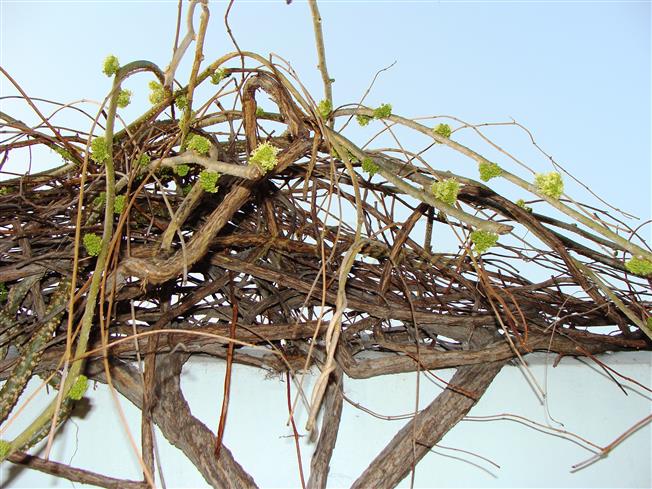  Plant bearing Male fls.